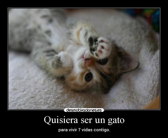 Quisiera ser un gato - 