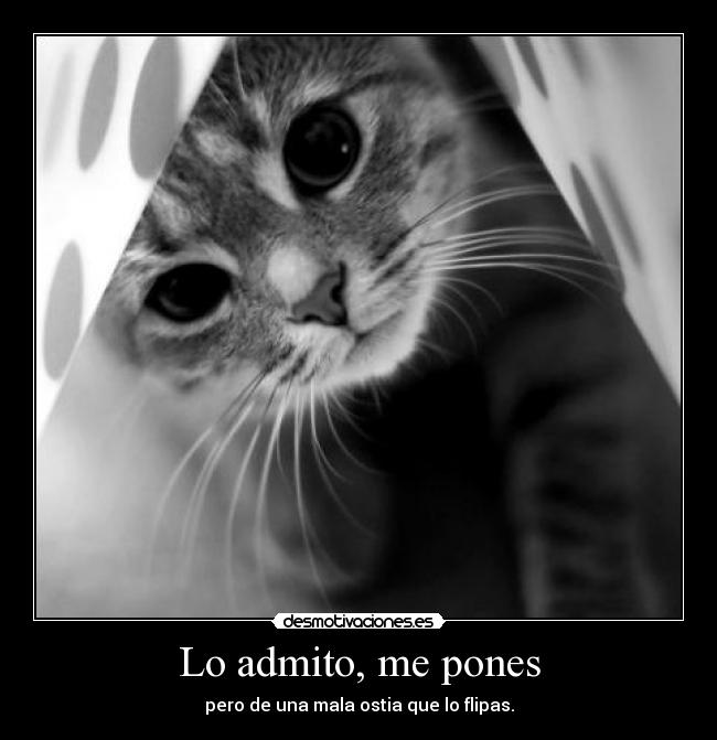 Lo admito, me pones - pero de una mala ostia que lo flipas.