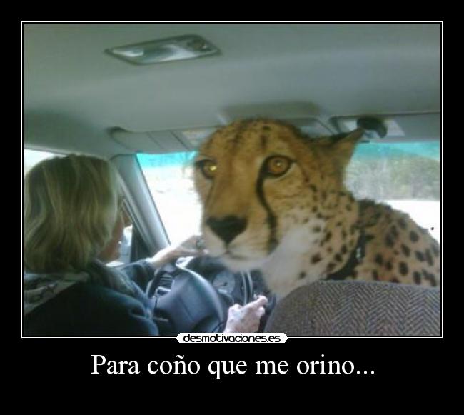 carteles cheetah from cincinnati zoo riding shot gun story desmotivaciones