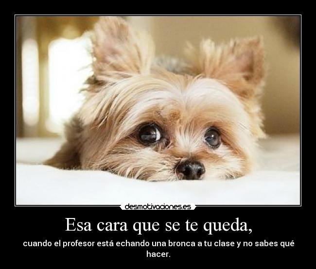 carteles gracai desmotivaciones