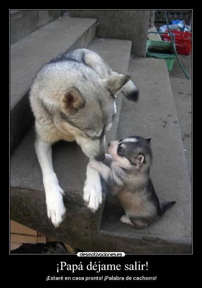 ¡Papá déjame salir! - ¡Estaré en casa pronto! ¡Palabra de cachorro!