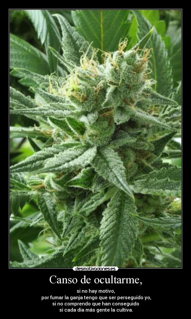 Canso de ocultarme, - si no hay motivo,
 por fumar la ganja tengo que ser perseguido yo,
si no comprendo que han conseguido
 si cada dia más gente la cultiva.