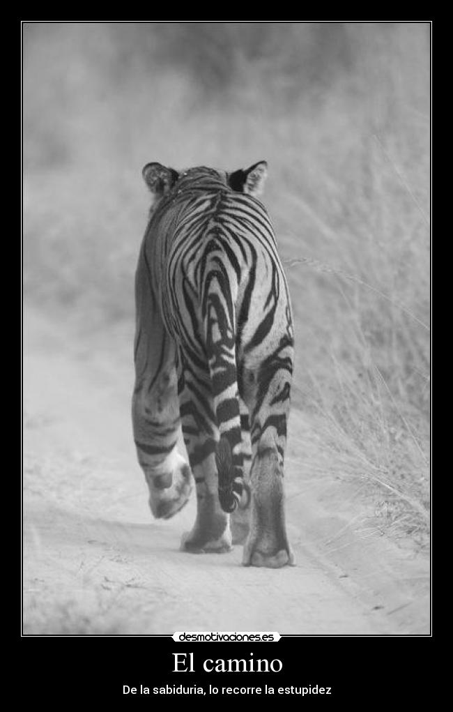 El camino - De la sabiduria, lo recorre la estupidez