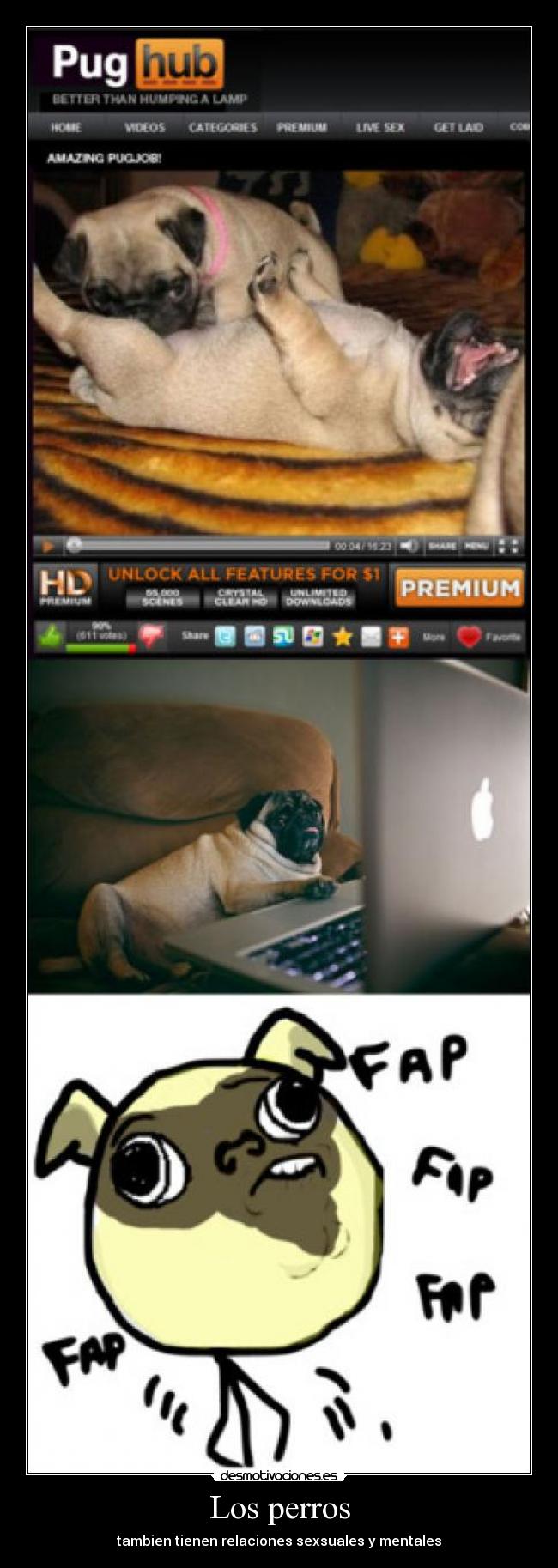 Los perros - tambien tienen relaciones sexsuales y mentales