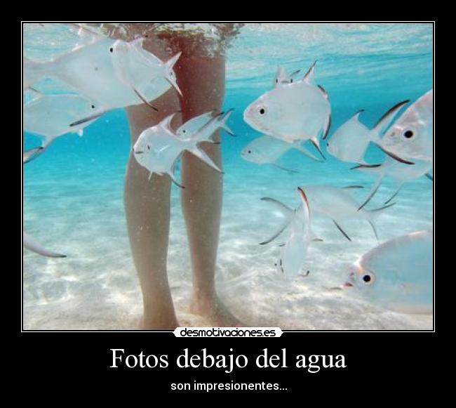 Fotos debajo del agua - son impresionentes...