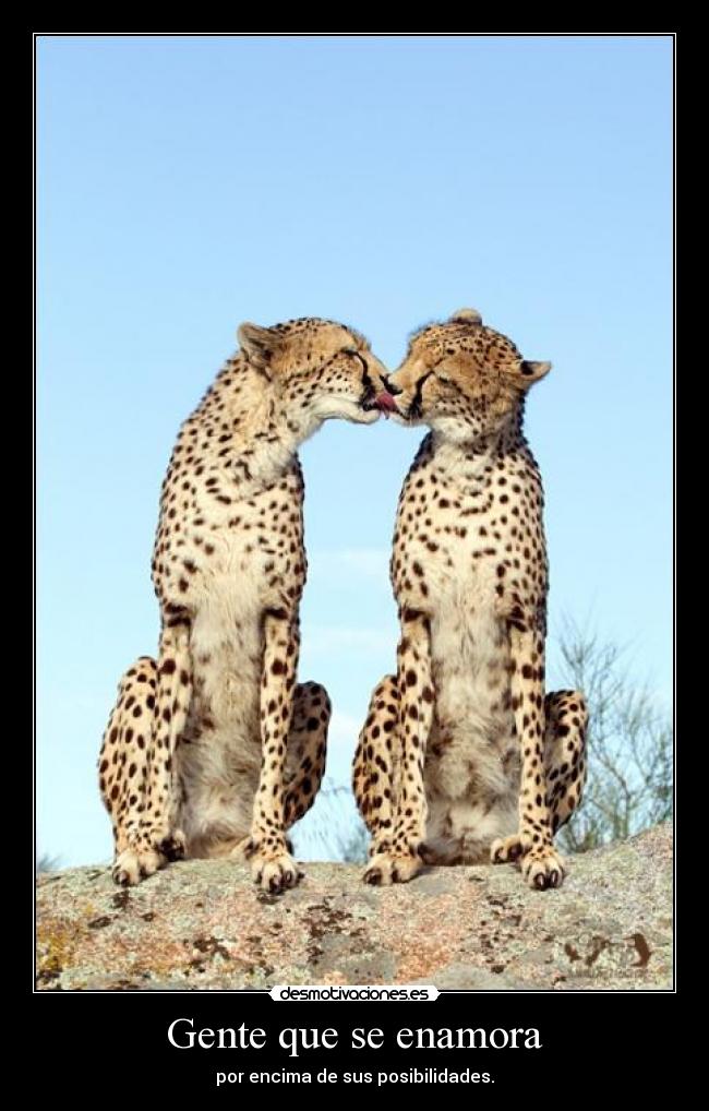 carteles fuerza valor hakunamatata mal camino del amor desmotivaciones