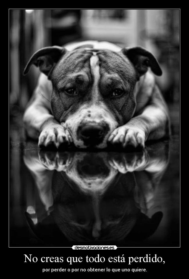 No creas que todo está perdido, - 