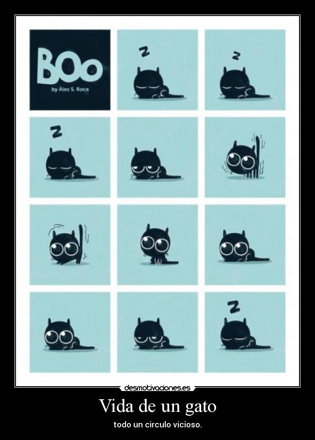 Vida de un gato - todo un circulo vicioso.