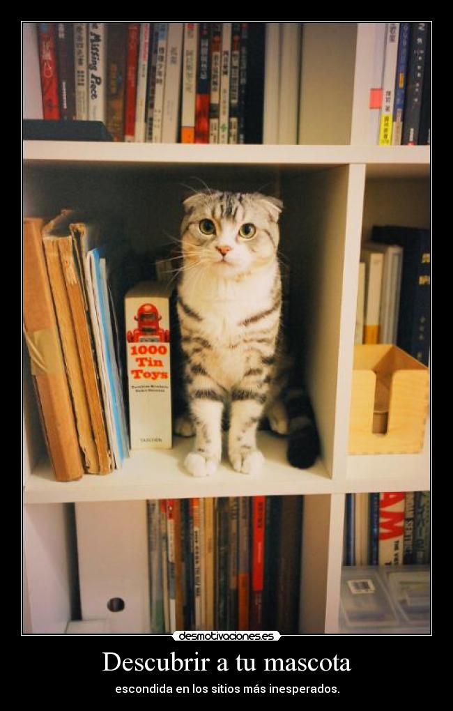 Descubrir a tu mascota - escondida en los sitios más inesperados.