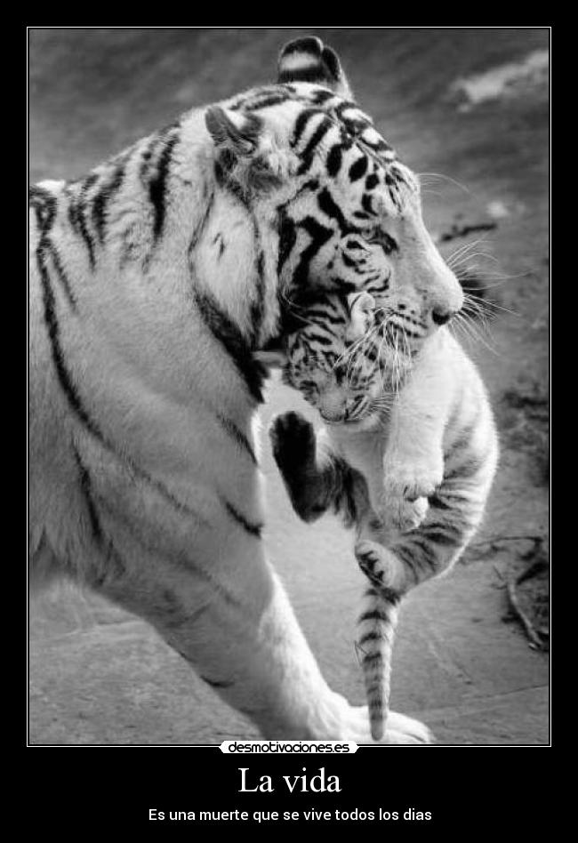 La vida - Es una muerte que se vive todos los dias