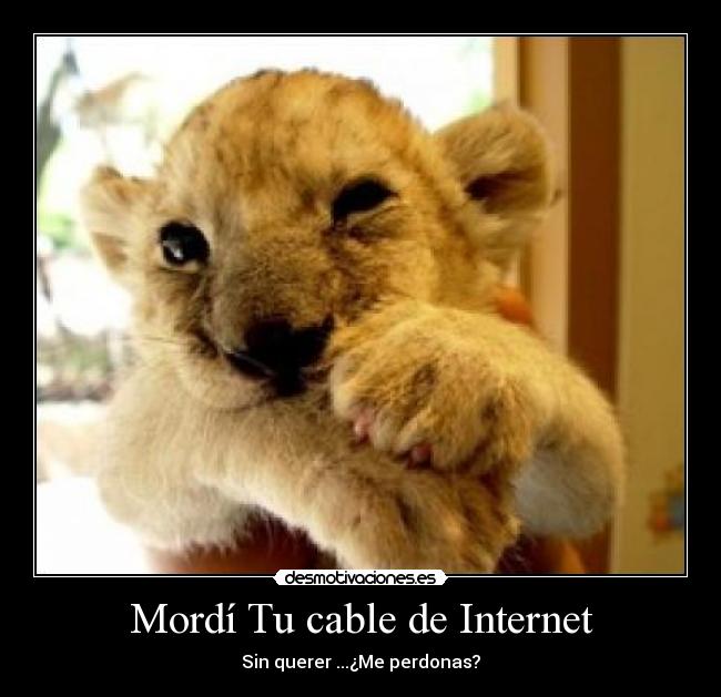 carteles internet fue sin querer desmotivaciones