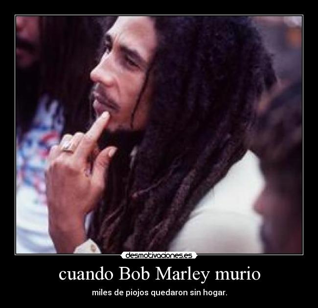 carteles bob marley piojos desmotivaciones