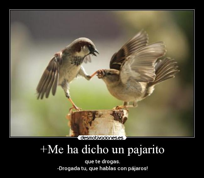 +Me ha dicho un pajarito - que te drogas.
-Drogada tu, que hablas con pájaros!