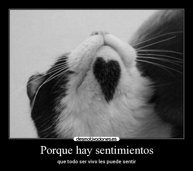 Porque hay sentimientos - que todo ser vivo les puede sentir