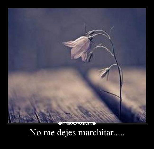 No me dejes marchitar..... - 