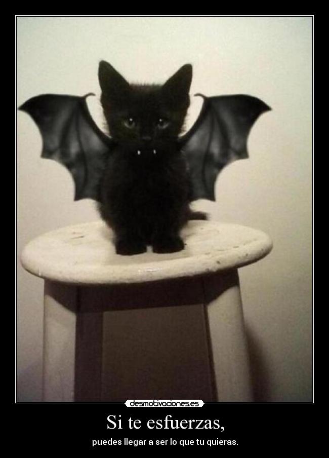 carteles gato vampiro mono confianza uno mismo desmotivaciones