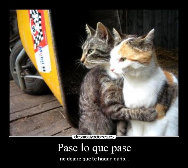 Pase lo que pase - no dejare que te hagan daño...