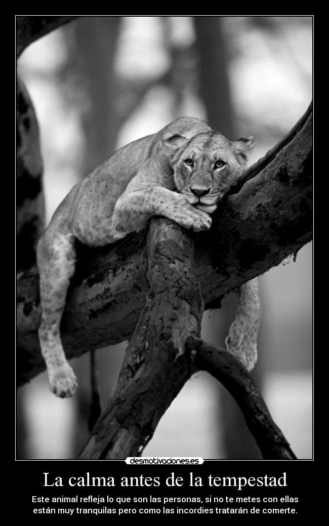 La calma antes de la tempestad -