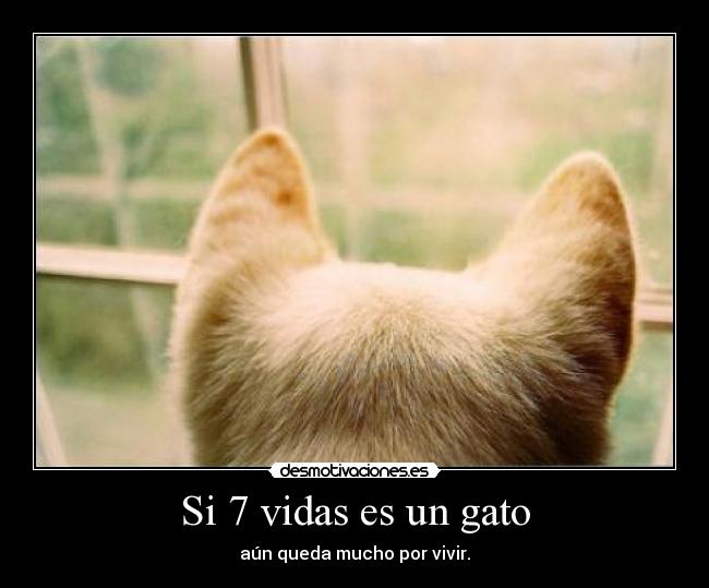 Si 7 vidas es un gato - aún queda mucho por vivir.