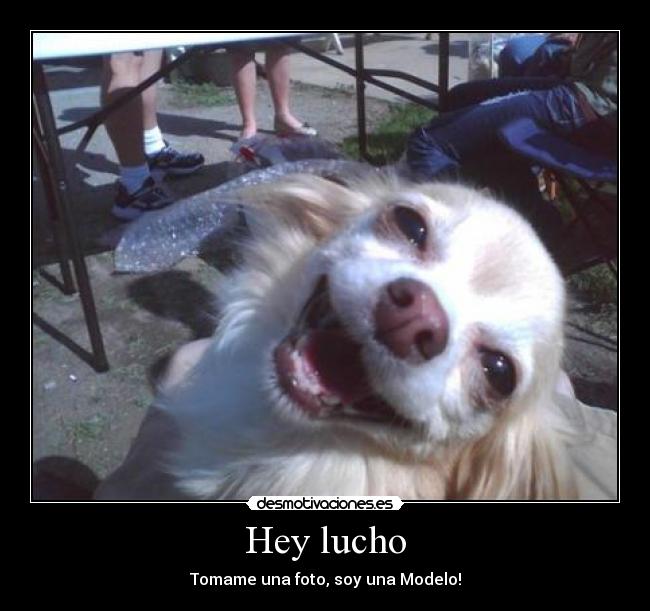 carteles hey lucho desmotivaciones