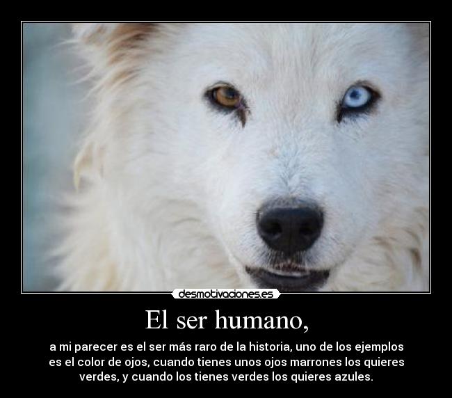 El ser humano, - a mi parecer es el ser más raro de la historia, uno de los ejemplos
es el color de ojos, cuando tienes unos ojos marrones los quieres
verdes, y cuando los tienes verdes los quieres azules.
