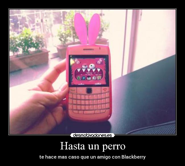 Hasta un perro - te hace mas caso que un amigo con Blackberry
