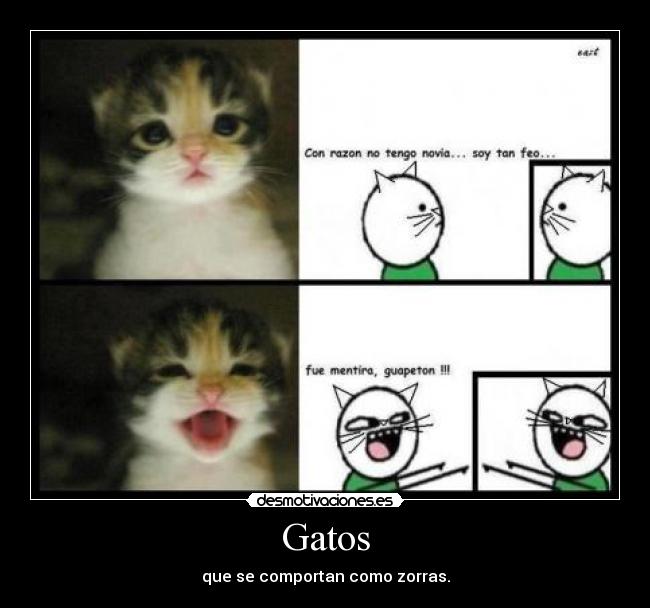 Gatos - que se comportan como zorras.