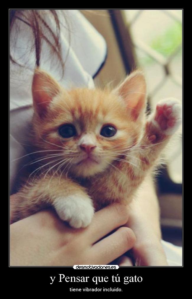 y Pensar que tú gato -