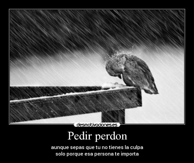 Pedir perdon -
