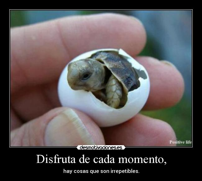 Disfruta de cada momento, - 