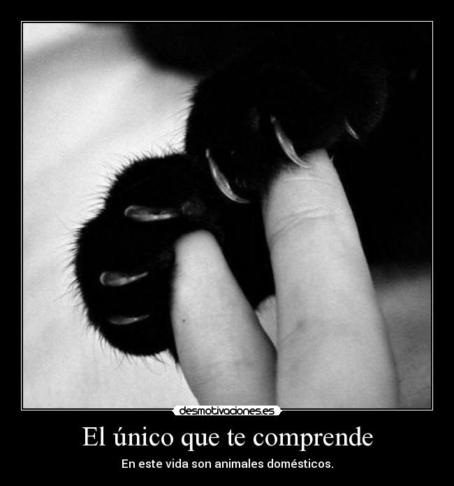 El único que te comprende - En este vida son animales domésticos.