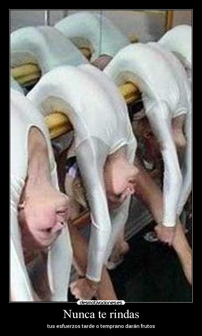 Nunca te rindas - tus esfuerzos tarde o temprano darán frutos
