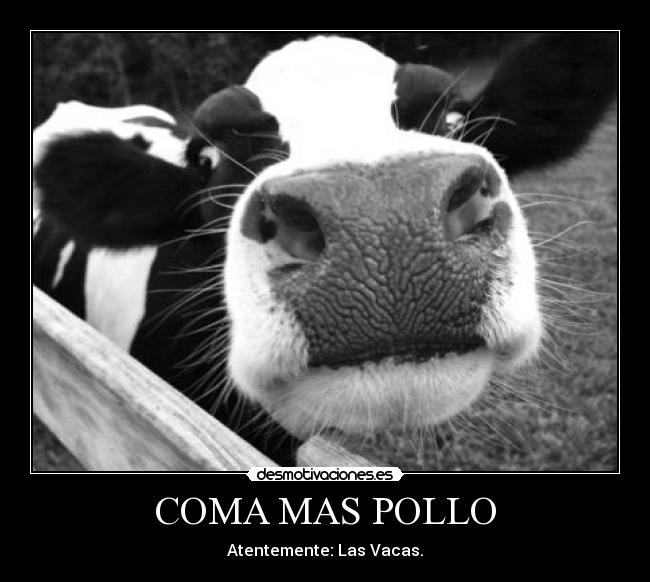 COMA MAS POLLO - Atentemente: Las Vacas.