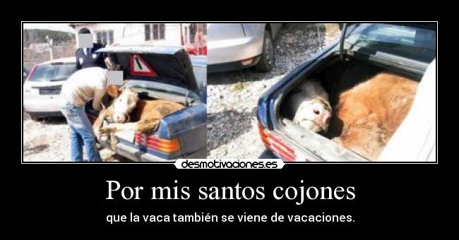 Por mis santos cojones - que la vaca también se viene de vacaciones.