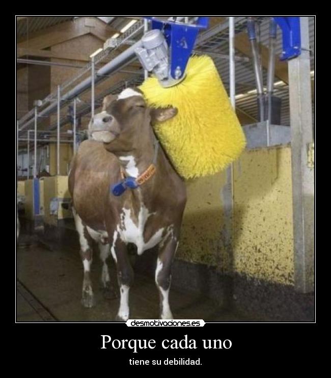 Porque cada uno - tiene su debilidad.