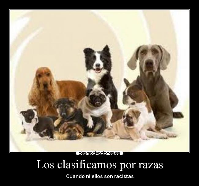 Los clasificamos por razas -