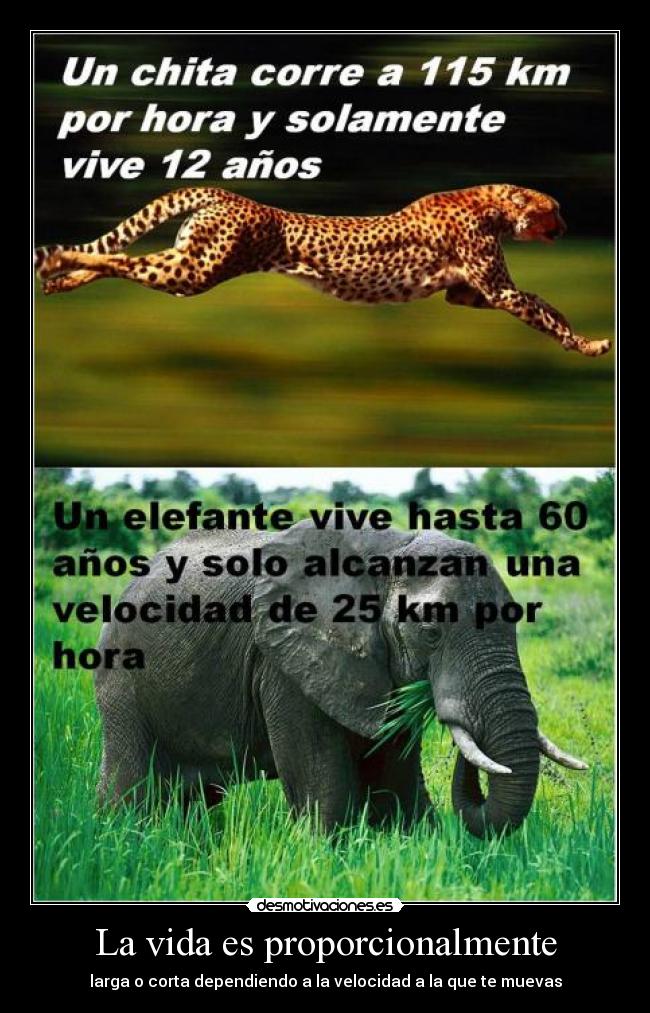 La vida es proporcionalmente -