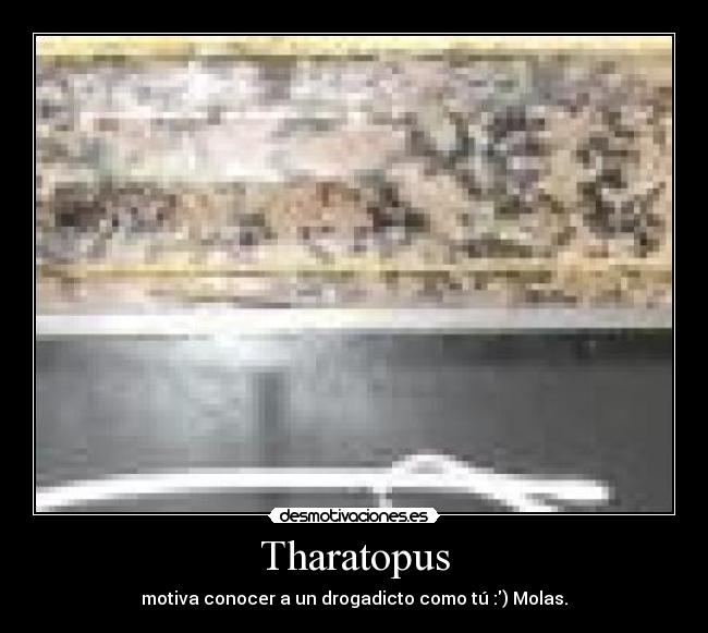 Tharatopus - motiva conocer a un drogadicto como tú :) Molas.
