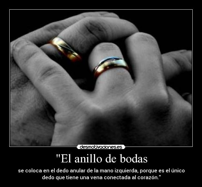 El anillo de bodas - se coloca en el dedo anular de la mano izquierda, porque es el único
dedo que tiene una vena conectada al corazón.