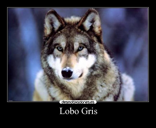 Lobo Gris - 