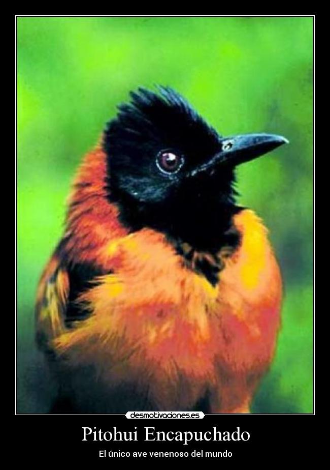 Pitohui Encapuchado -