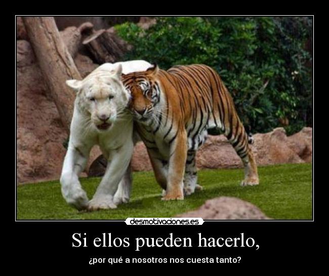 Si ellos pueden hacerlo, - ¿por qué a nosotros nos cuesta tanto?