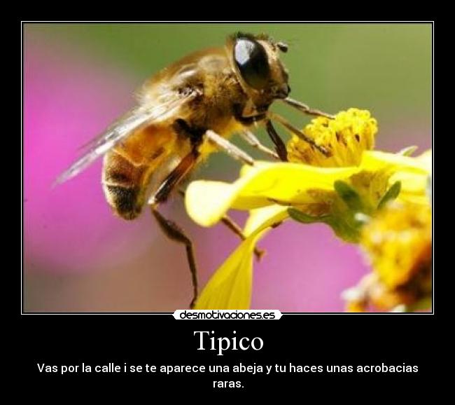 Tipico - 