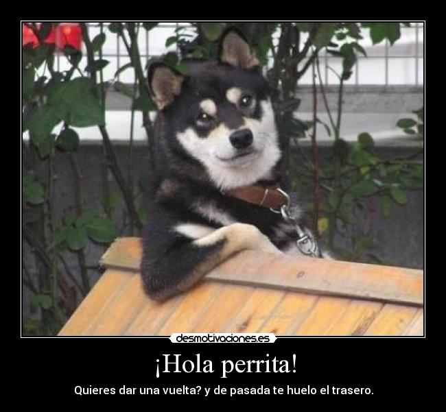 ¡Hola perrita! - Quieres dar una vuelta? y de pasada te huelo el trasero.