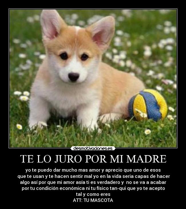 TE LO JURO POR MI MADRE - yo te puedo dar mucho mas amor y aprecio que uno de esos
que te usan y te hacen sentir mal yo en la vida seria capas de hacer
algo así por que mi amor asía ti es verdadero y no se va a acabar
por tu condición económica ni tu físico tan-qui que yo te acepto
tal y como eres
ATT: TU MASCOTA
