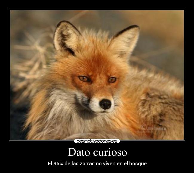 Dato curioso - 