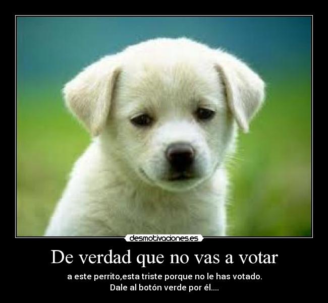 De verdad que no vas a votar - 