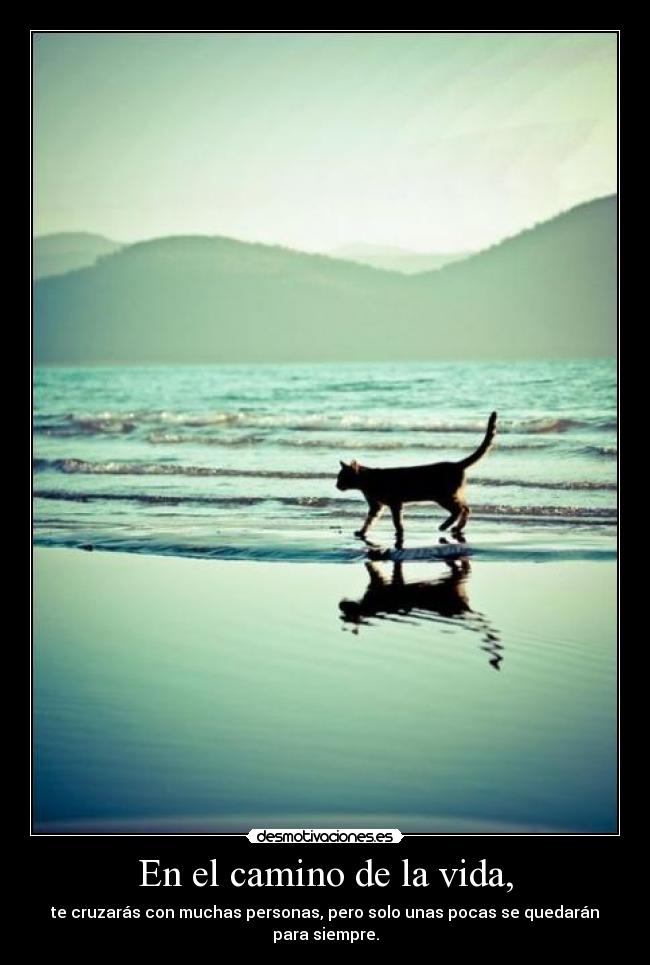 En el camino de la vida, - te cruzarás con muchas personas, pero solo unas pocas se quedarán para siempre.