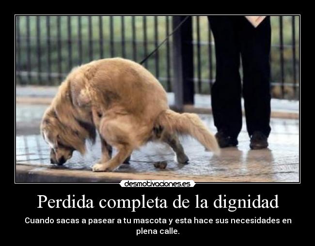 carteles perro cagon desmotivaciones