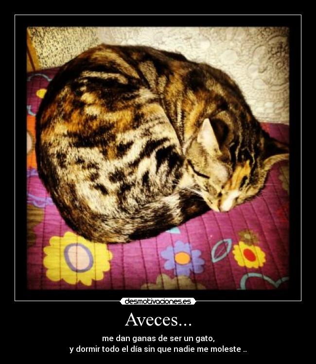Aveces... - me dan ganas de ser un gato,
y dormir todo el día sin que nadie me moleste ..